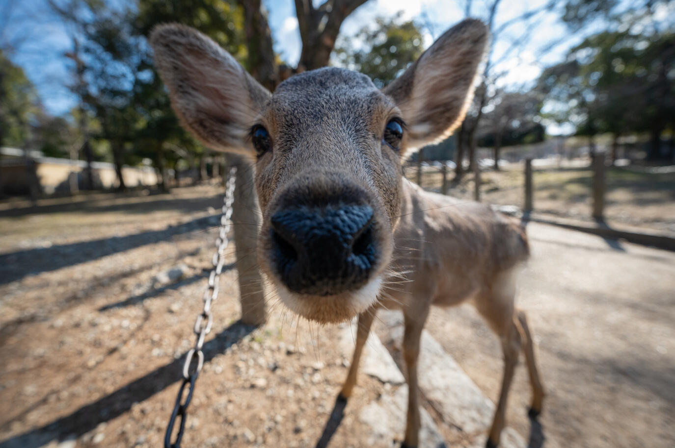 Nara, Japan